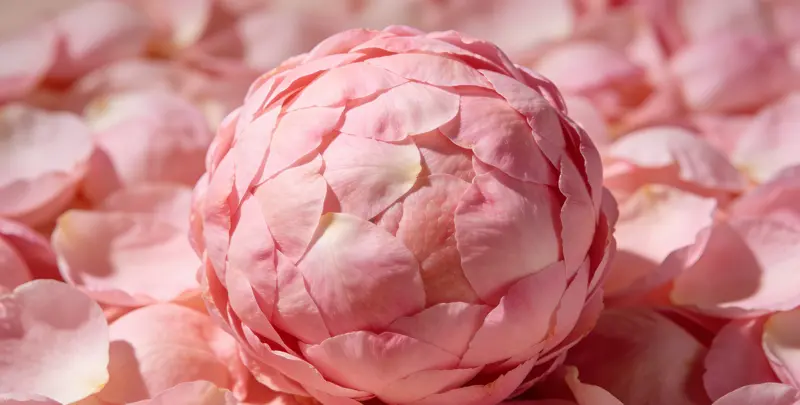 乳腺/卵巢癌靶向120基因检测（组织）图2